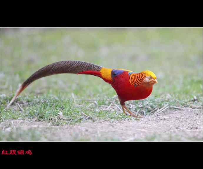 雄雉于秦 wbr下上其音