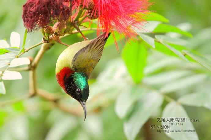 倒挂鈥斺敳嫖蔡裟
