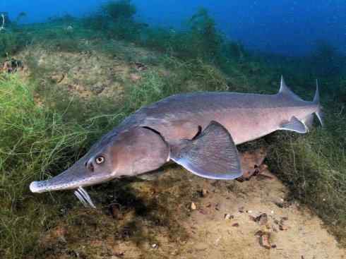 鱼类活化石：中华鲟