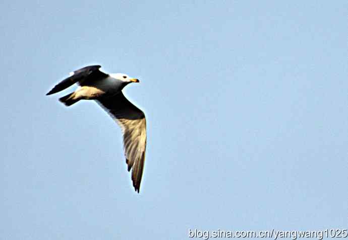 北京动物园的鸟类——飞（海鸥）7