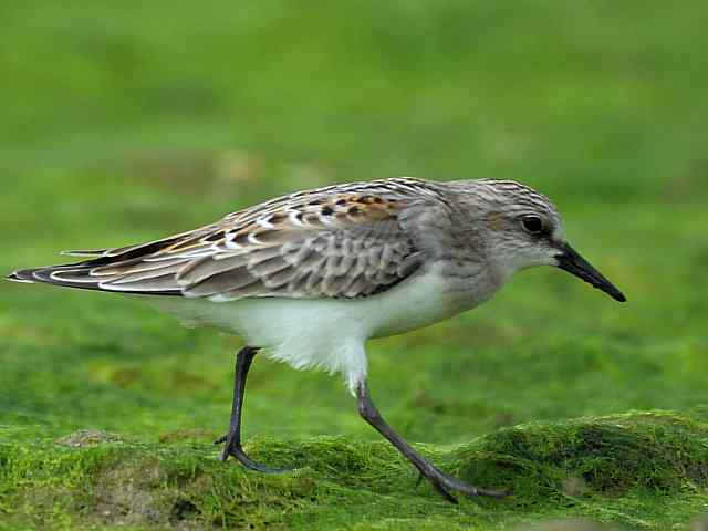 黄金海岸寻鹬 wbr赤土山桥赏鸟