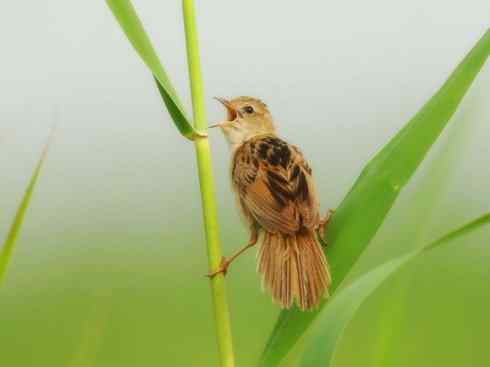 鸟类之最:湿地苇莺