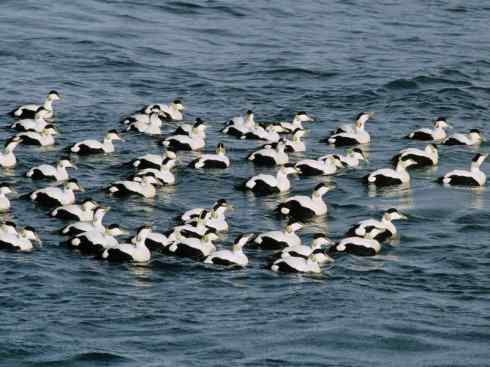 鸟类之最:欧绒鸭 鸟类之最:欧绒鸭