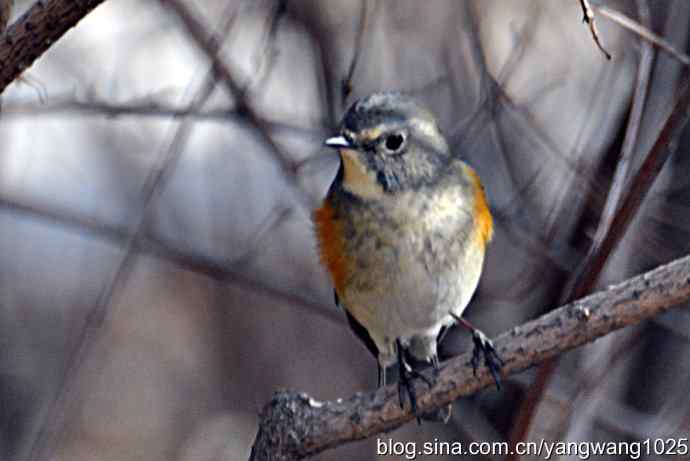 北京植物园的鸟类——红肋蓝尾鸲 3