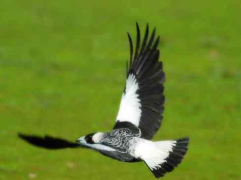 雀鸟也彪悍：战斗机（黑背钟鹊）