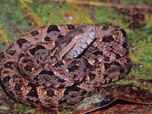 龙：传说的兽原型探秘（响尾蛇类）