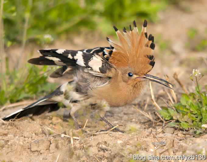 华阴戴胜弄风姿（组图）