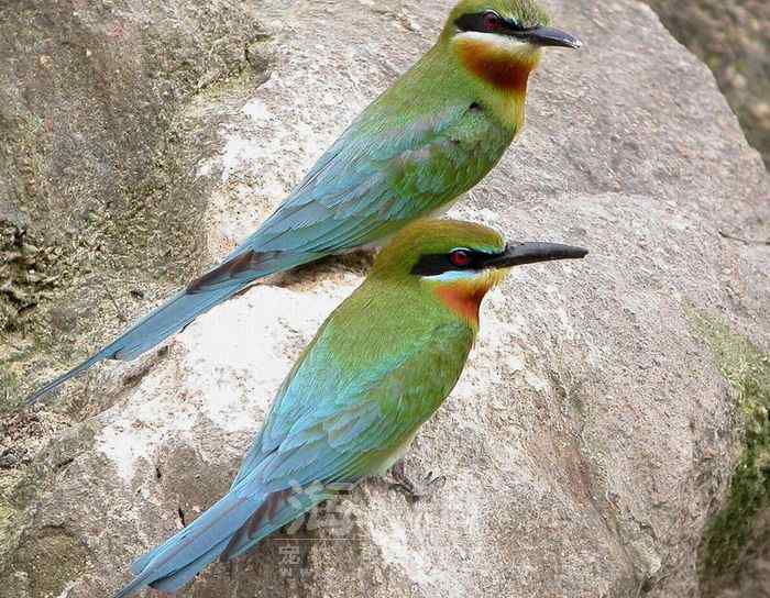 世界著名鸟类——部分猛禽