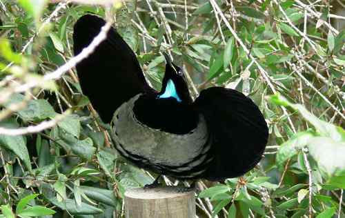 世界上最酷的鸟 荧光鸟（极乐鸟）