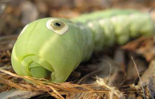 动物的眼睛 动物的眼睛