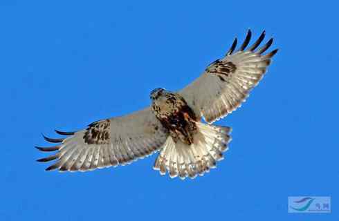 多图展示捕鼠英雄毛脚狂