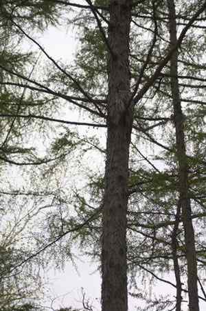 [组图]乌林枭爸爸