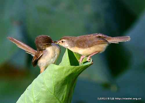 95张鸟儿嬉戏精品图集