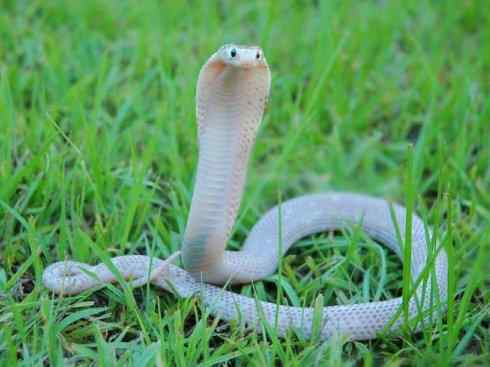 龙:传说的兽原型探秘(眼睛蛇类) 龙:传说的兽原型探秘(眼睛蛇类)