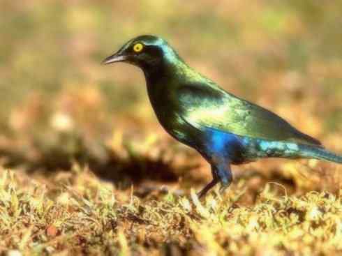 美丽无罪：雀鸟之辉椋鸟