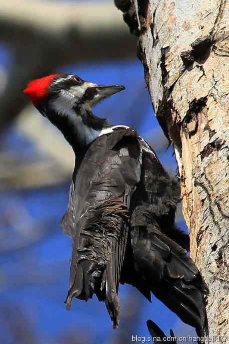 红冠啄木鸟（2）