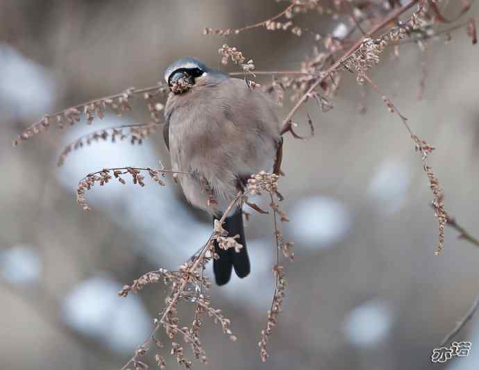 陕西洋县&nbsp;wbr路&nbsp;wbr灰头灰雀