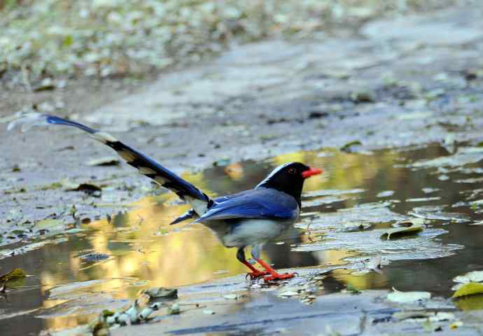 红嘴蓝鹊（8）
