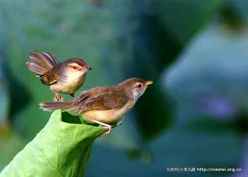 95张鸟儿嬉戏精品图集