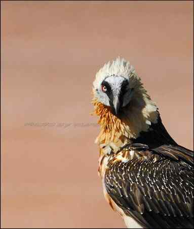 牦牛忠勇护主 击退胡兀鹫