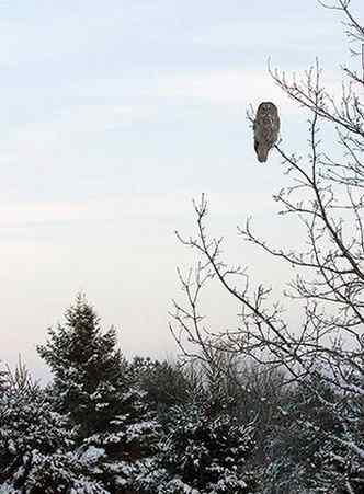 乌林鸮居住的环境 乌林鸮居住的环境