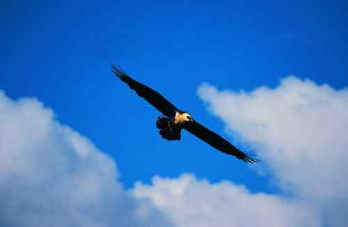 胡兀鹫: 长羽毛的鲨鱼