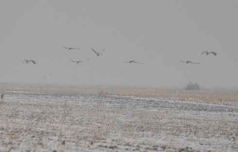 林甸的冬天(一)越冬的大鸨