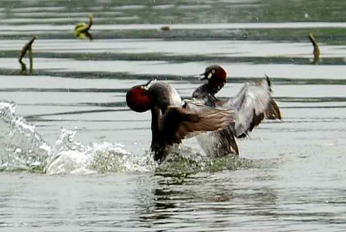 小掐架(圆明园)