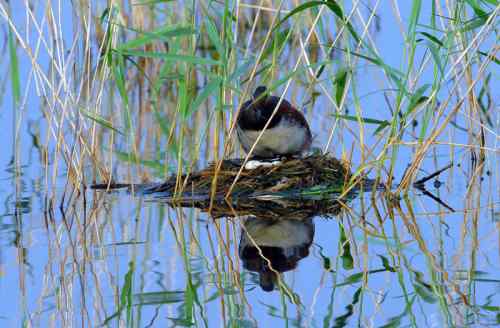 水上为家——鸊鷉的浮巢