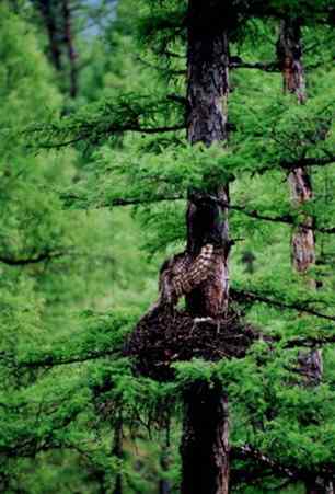 [组图]乌林枭宝宝长大了
