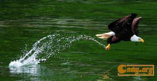 [组图]沃尔夫(Wolfe)动物摄影艺术精选