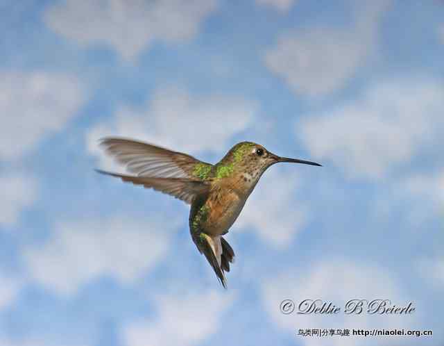 蜂鸟为什么可以停在空中?