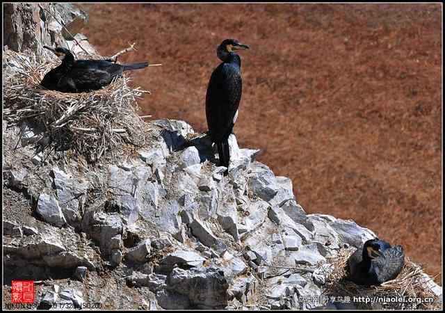 【加贝先生原创摄影】 青海湖鸟岛上的鸬鹚鸟(16p)