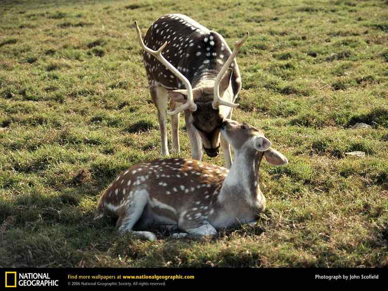 好看的动物图片(4)