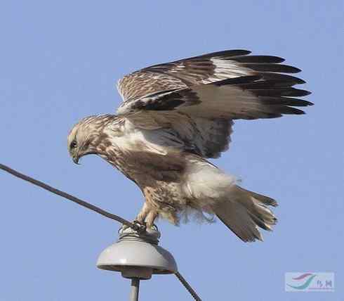 鵟的百变羽色——浅灰型