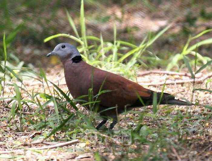 世界著名鸟类——鸽形目