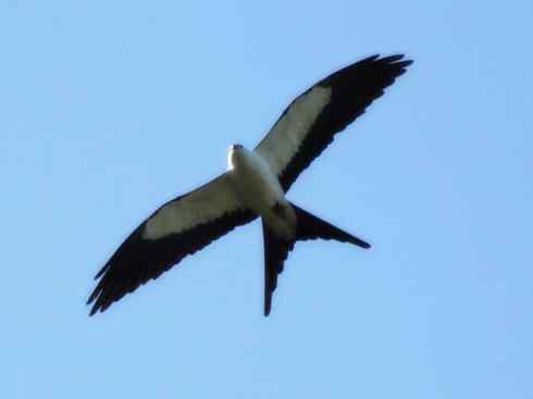 白头鸟系列：另类的美丽（燕尾鸢）