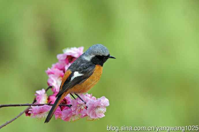 雄性北红尾鸲（25）