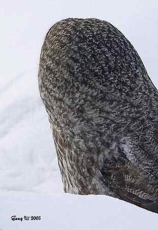猫头鹰乌林鸮的”雷达系统” 猫头鹰乌林鸮的”雷达系统”