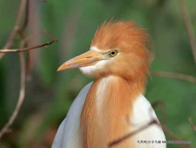 鹤类、水鸟精美摄影壁纸欣赏