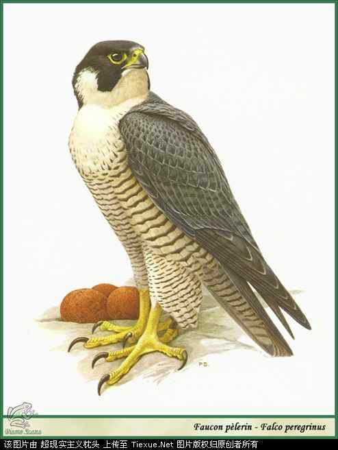 手绘画第5辑——猛禽和啄木鸟