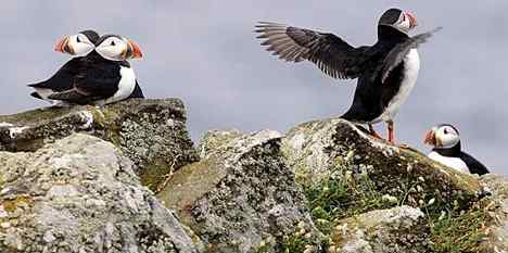 北海有鸟，其名海鹦，容颜绝丽，数量堪虞