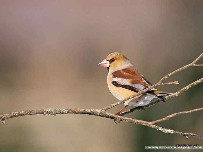 天极网壁纸：四季鸟类