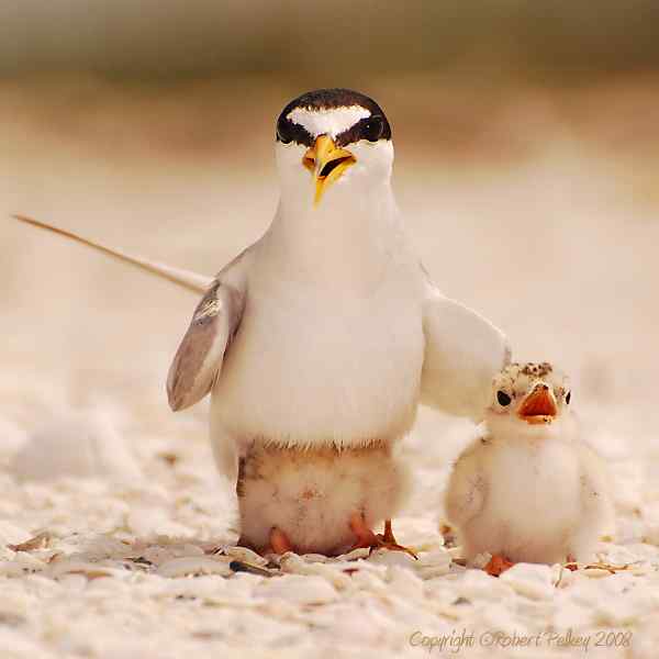 大白额燕鸥和小白额燕鸥