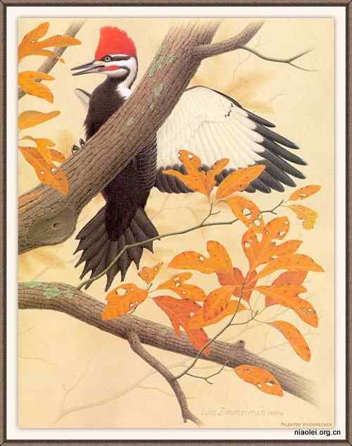 手绘画第6辑——美丽啄木鸟