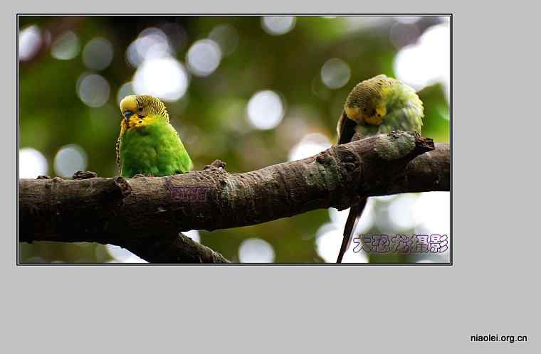 西双版纳鸟类摄影