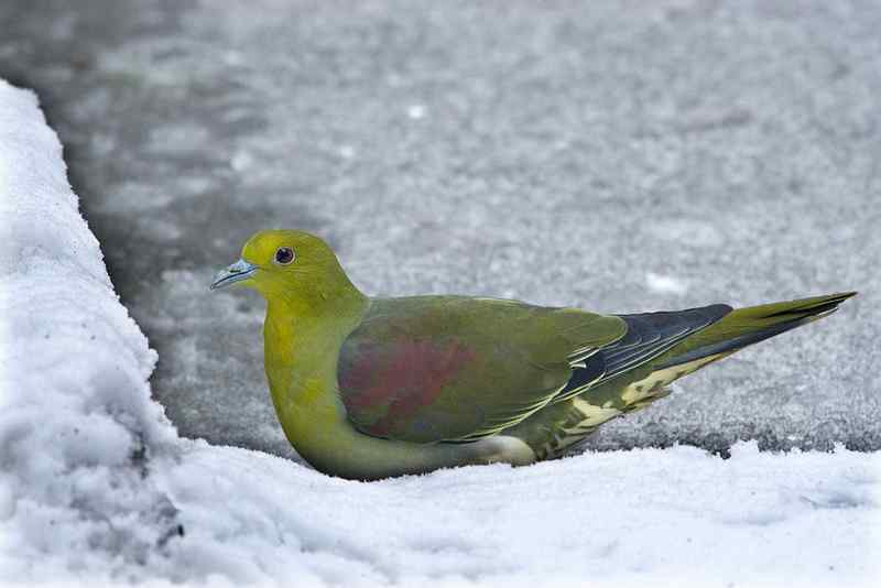 红翅绿鸠 人品所向