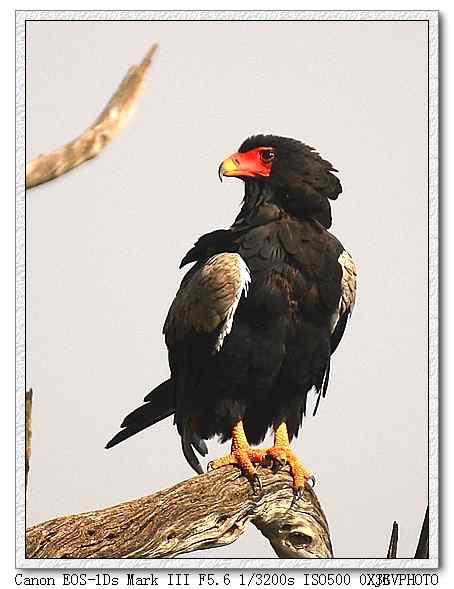 吃蛇的猛禽蛇雕——短尾雕