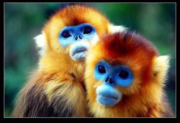 动物世界图片(下) 动物世界图片(下)