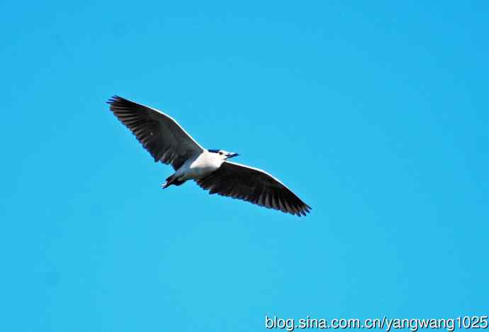 飞(夜鹭)76 飞(夜鹭)76